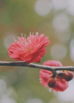 <b>桃花手機植物壁紙</b>