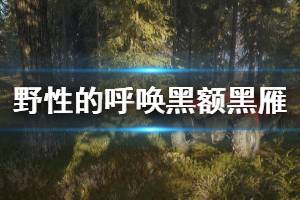 《獵人野性的呼喚》黑額黑雁怎么殺 黑額黑雁狩獵方法分享