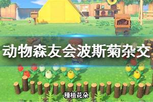 《集合啦動物森友會》波斯菊種類有哪些 波斯菊雜交配方說明