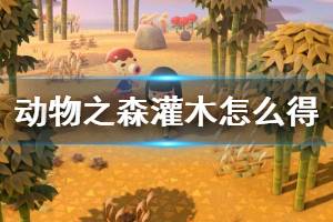 《集合啦動物森友會》灌木怎么獲得 灌木獲取方法介紹