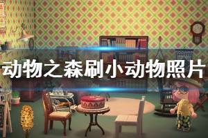 《集合啦動物森友會》小動物照片怎么刷 小動物照片刷取方法介紹