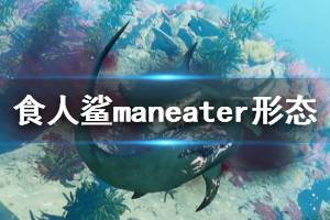 《食人鯊》Maneater形態(tài)有哪些？鯊魚形態(tài)與實戰(zhàn)演示視頻