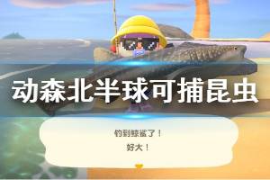 《集合啦動物森友會》北半球可捕獲昆蟲有哪些 北半球可捕獲昆蟲一覽